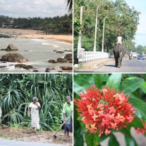 Impressionen aus Sri Lanka