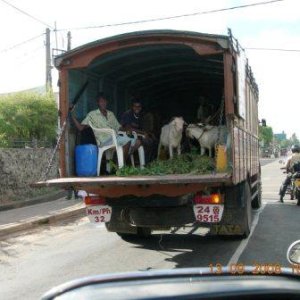 Tier- Menschtransport