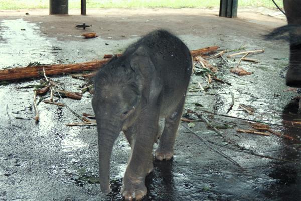 zehn Tage altes Elefantenbaby