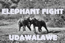 elephant_fight _titel.jpg