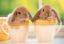 baby-bunnies.jpg