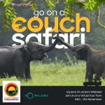 Go-on-a-Couch-Safari-Elephants.jpg