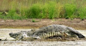 crocodile_mugger__crocodylus_palustris__chambal_river_region_uttar_pradesh_indian_march_2011_020.jpg