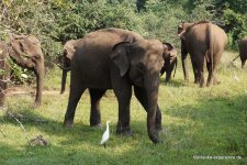 Elefantenfamilie im Wasgamuwa Nationalpark - Elefantenfamilie im Wasgamuwa Nationalpark
