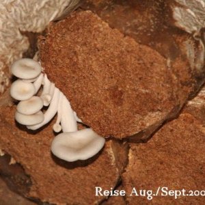 junge Austernpilze auf gepressten Holzspänerollen