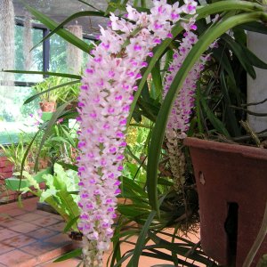 Botanischer Garten Kandy