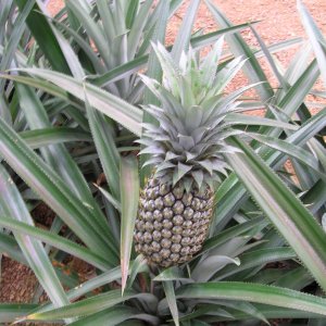 Ananas Plantage