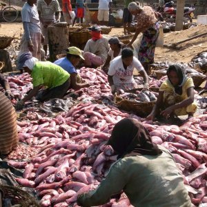 Negombo Fischmarkt.jpg