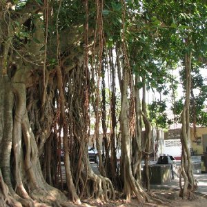 Mangroven in Galle