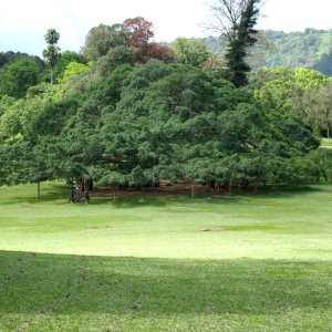 Ficus Benjamina in Peradeniya