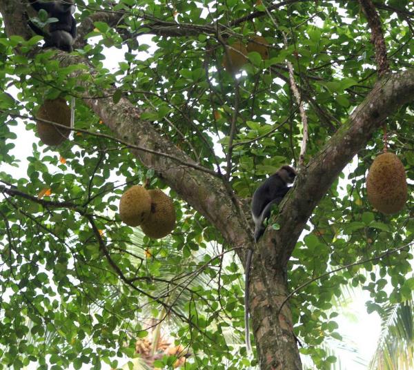 Hier kann man schön sehen das ich meine Früchte auch mit Affen teile - Jackbaum mit Früchte