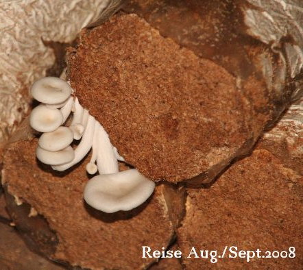 junge Austernpilze auf gepressten Holzspänerollen