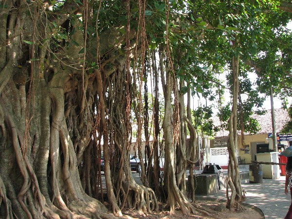 Mangroven in Galle