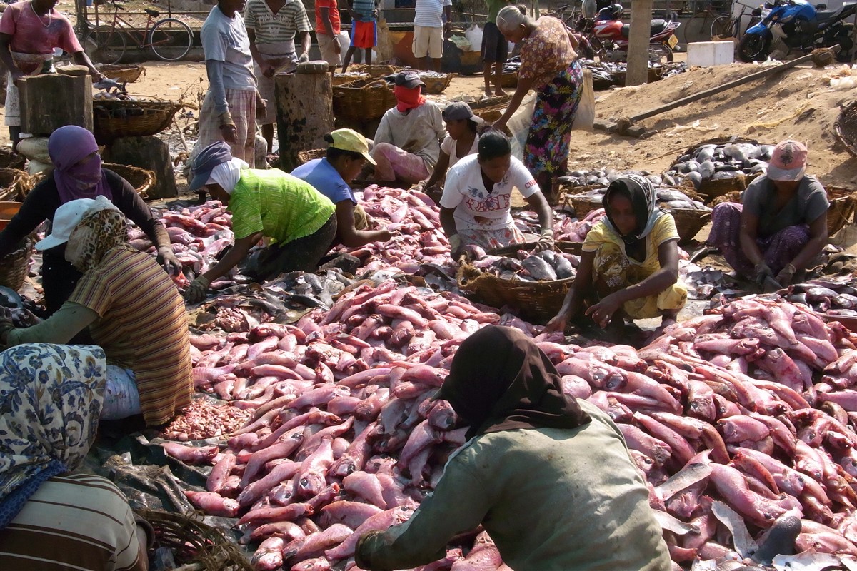 Negombo Fischmarkt.jpg